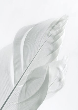 Белых в. "цвета"