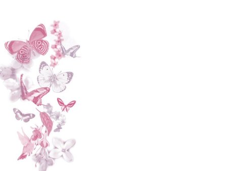 Бабочки на белом фоне