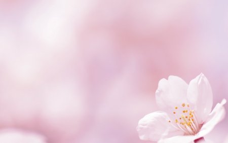 Весенний фон для презентации
