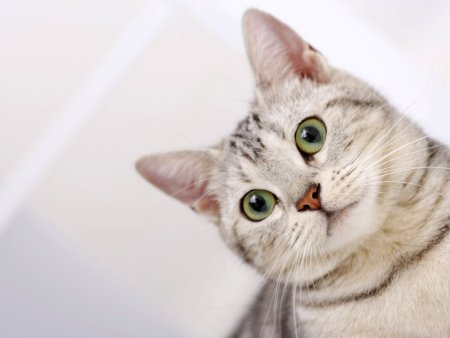 Заставка на рабочий стол коты