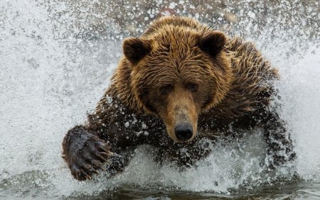 Красивый медведь