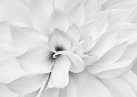 Белых в. "цвета"