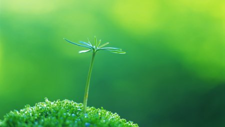 Росток Грин