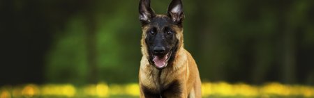 Фон для презентации собаки