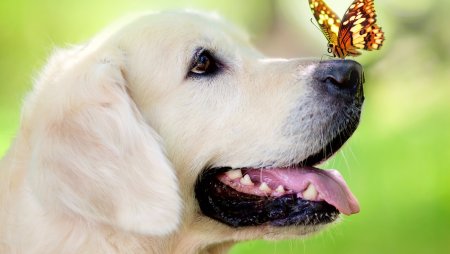 Овчарка на природе