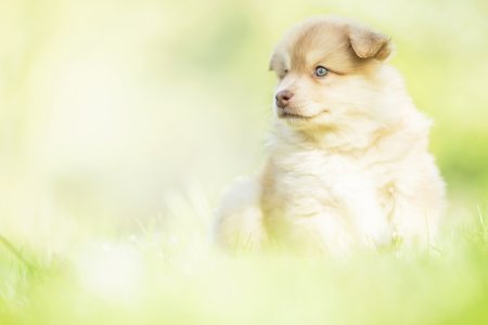 Спаниель + австралийская овчарка