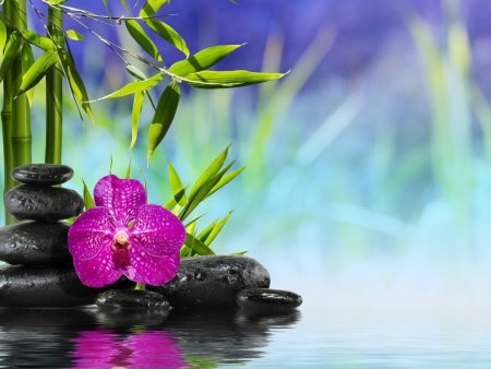 Орхидея фаленопсис спа