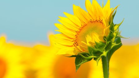 Подсолнухи обои