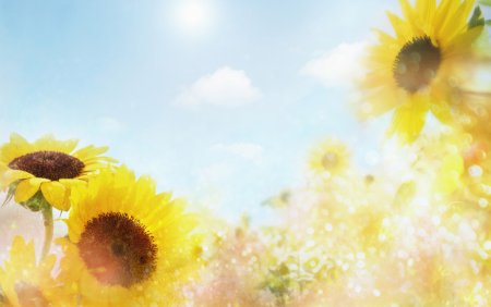 Красивый фон с подсолнухами