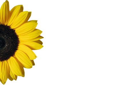 Подсолнухи для презентации