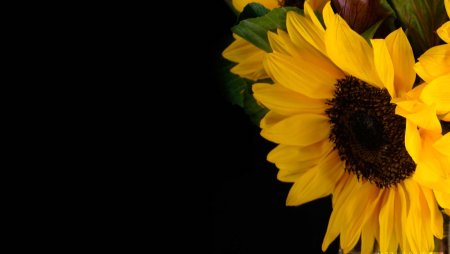 Желто черные цветы