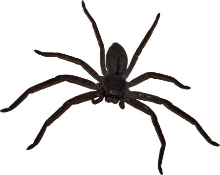 Паук сверху