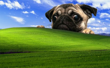 Windows 10 черный