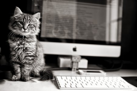 Котенок и компьютер