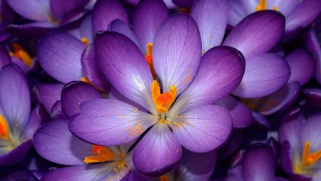 Крокус фиолетовый