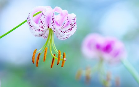 Заставка на рабочий стол цветы