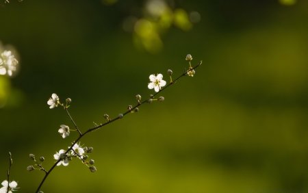 Заставка на рабочий стол Весна