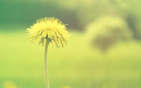 Фон одуванчики