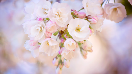 Майские цветы