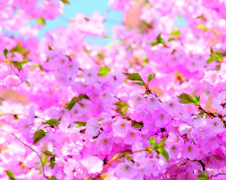 Цветение Сакуры