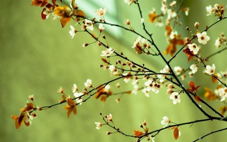 Весенняя ветка