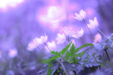 Фон природа цветы