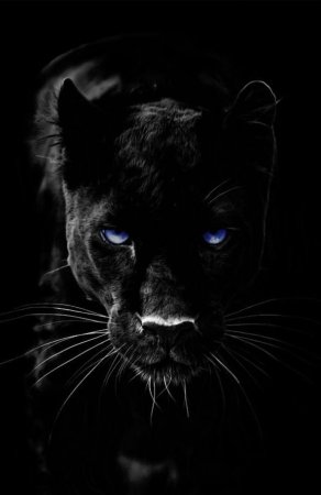 Красивые чёрные обои