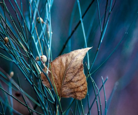 Live HTC Wallpaper leaves