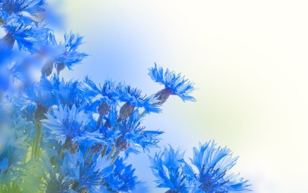 Небесно голубые цветы