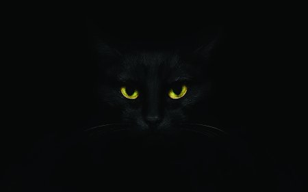 Черный кот на черном фоне