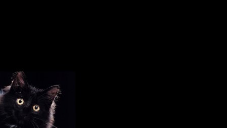 Кошка на темном фоне