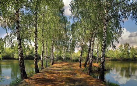 Пейзаж береза Березовая роща озеро
