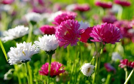 Красивые летние цветы