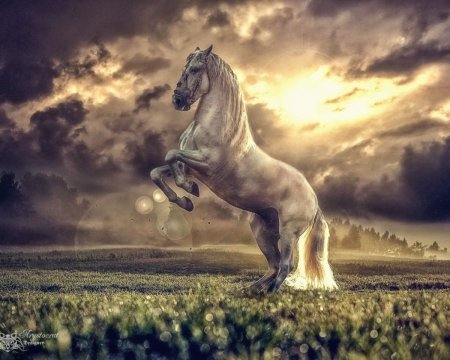 Фон для рабочего стола лошади