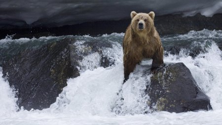 Медведь Гризли