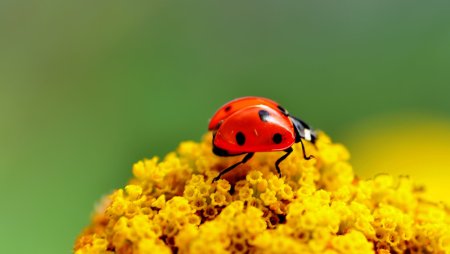 Божьи коровки