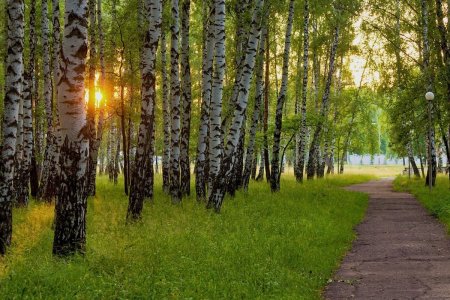 Саракташ Березовая роща