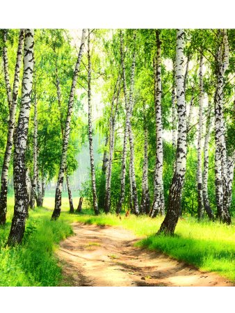 Шторы Березовая роща в леомакс