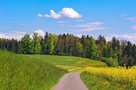 Лужский район лето лес