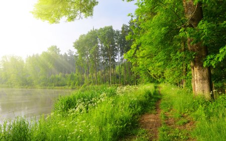 Лесная Поляна природа лес река