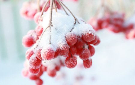 Зимняя рябина