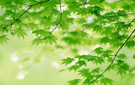 Фон для поздравления зеленый