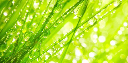 Роса на траве