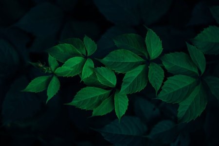 Зелень на темном фоне