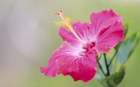 Гибискус Secret Wishes