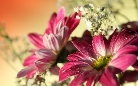 Розовые и сиреневые цветы