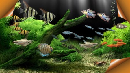 Живые рыбки