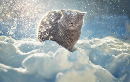 Аляскинский снежный кот