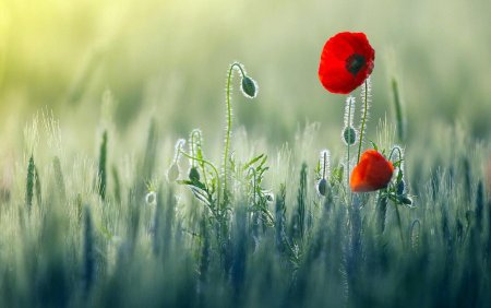 Обои на рабочий стол маки красивые