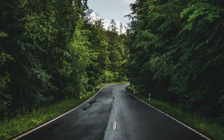 Трасса в лесу